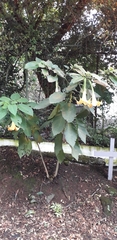 Brugmansia versicolor