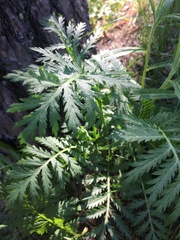 Tanacetum vulgare