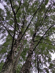 Betula pendula