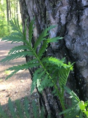 Tanacetum vulgare