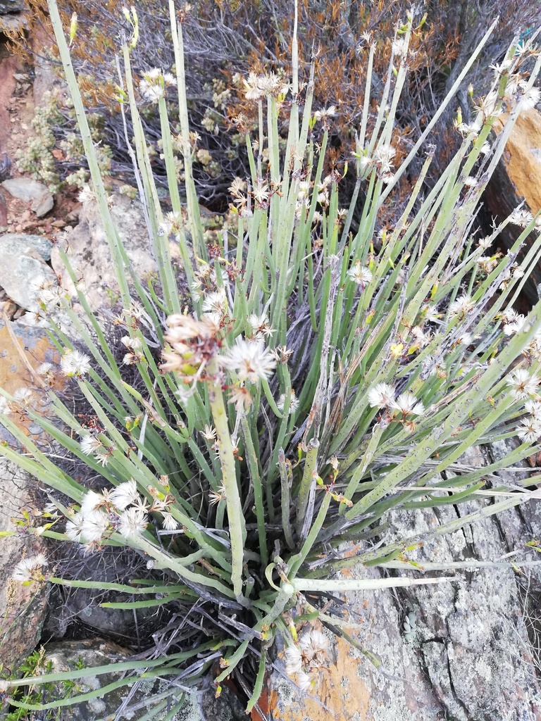 Senecio junceus from Worcester NU, Worcester, 6849, South Africa on May ...