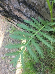 Tanacetum vulgare