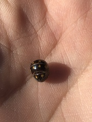 Glomeris tetrasticha