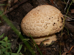 Amanita ananiceps