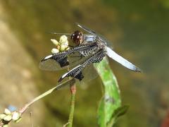 Palpopleura portia