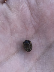 Glomeris tetrasticha