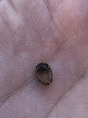 Glomeris tetrasticha