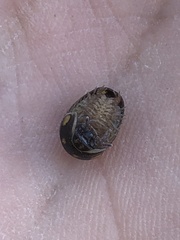 Glomeris tetrasticha