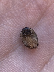 Glomeris tetrasticha