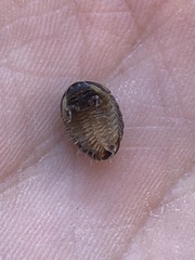 Glomeris tetrasticha