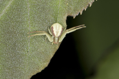 Ebrechtella pseudovatia