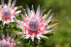 Leucadendron radiatum