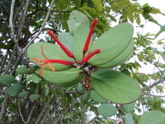 Psittacanthus biternatus