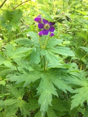 Geranium sylvaticum