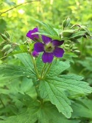 Geranium sylvaticum