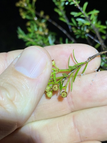 Image of Sannantha similis by (c) Greg Tasney, some rights reserved (CC BY-SA)