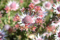 Leucadendron radiatum