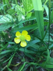 Ranunculus