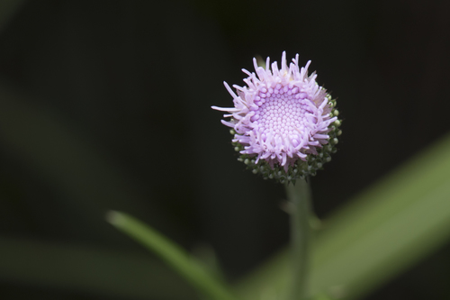 Cirsium lineare, photograph 6