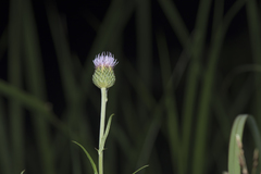 Cirsium lineare