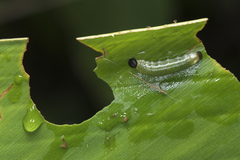 Notocrypta curvifascia