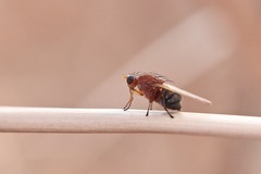 Meiosimyza appula