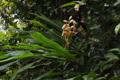 Alpinia hainanensis
