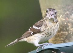 Pheucticus ludovicianus