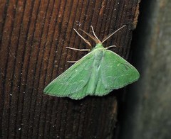 Thetidia smaragdaria