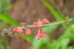 Stachys coccinea