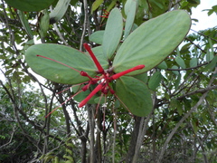 Psittacanthus biternatus