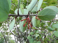 Psittacanthus biternatus