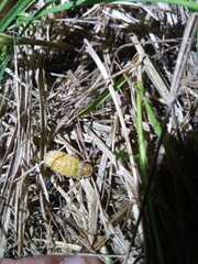 Lamprohiza mulsantii