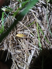 Lamprohiza mulsantii