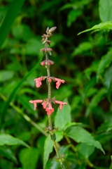 Stachys coccinea