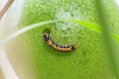 Lepidoptera