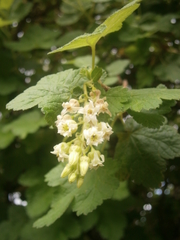 Ribes ciliatum