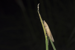 Pseudorhynchus gigas