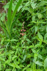 Stachys coccinea