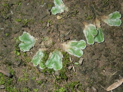 Riccia cartilaginosa