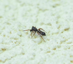 Leptorchestes berolinensis