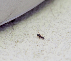 Leptorchestes berolinensis