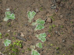 Riccia cartilaginosa