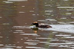 Podiceps auritus