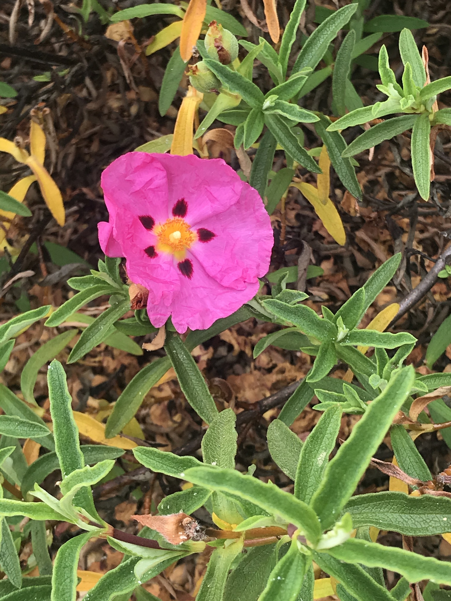 Purple flowered Rock rose Hybrid Cistus purpureus