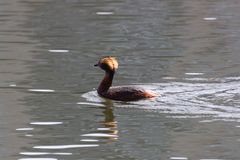 Podiceps auritus