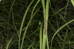 Takydromus stejnegeri