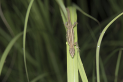Takydromus stejnegeri
