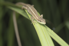 Takydromus stejnegeri