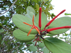 Psittacanthus biternatus